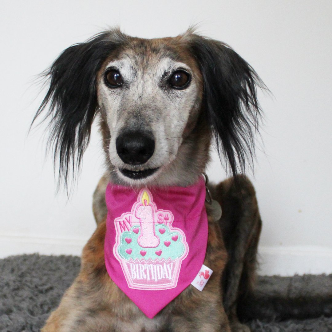 1st birthday hot sale dog bandana